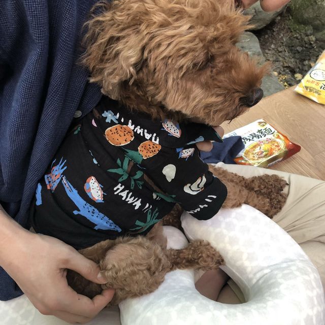 애견 동반 가능한 계곡 평상 백숙집 🐶