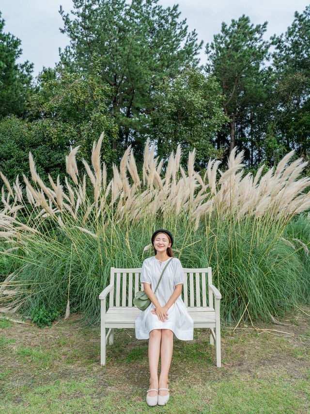 서귀포여행 핑크뮬리가 가득한 제주 휴애리 
