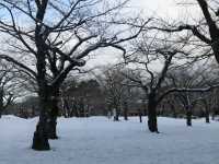 มาชิลชมวิวสวนมุมสูงจาก Goryokaku Tower