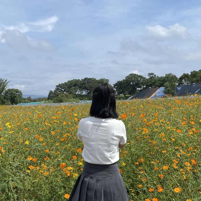 경주 핑크뮬리