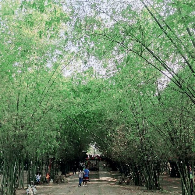 Bamboo Forest