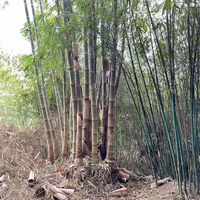 Baguio Bamboo Sanctuary