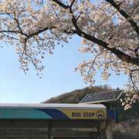 경주의 봄, 벚꽃 