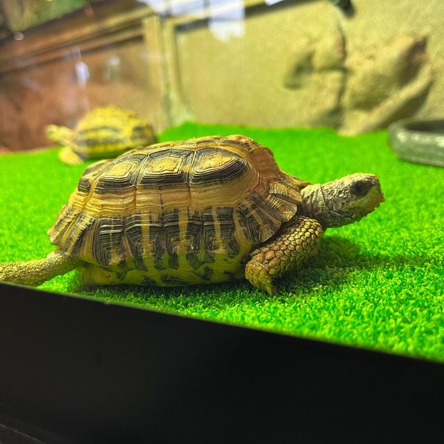 免費增進爬蟲類動物小知識