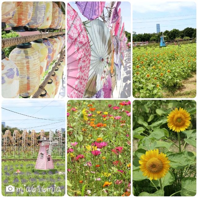 信芯園向日葵花田🌻