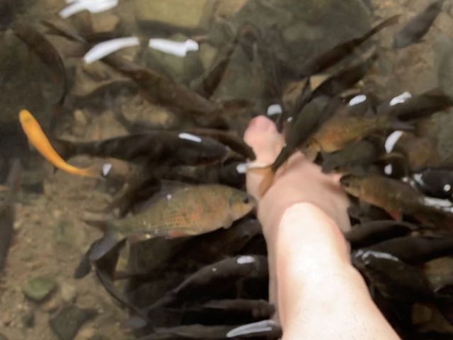 Ikan Dewa “God Fish” in Kuningan