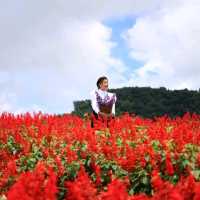 สวนดอกไม้ที่วิวสวยที่สุด | ม่อนแจ่ม ~ เชียงใหม่