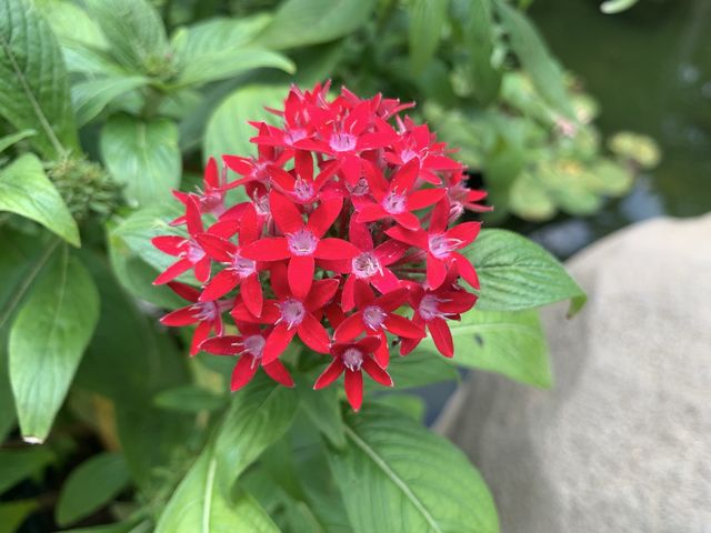 本地遊 | 坐港鐵遊香港 | 金鐘站 | 香港公園｜鬧市賞花好去處