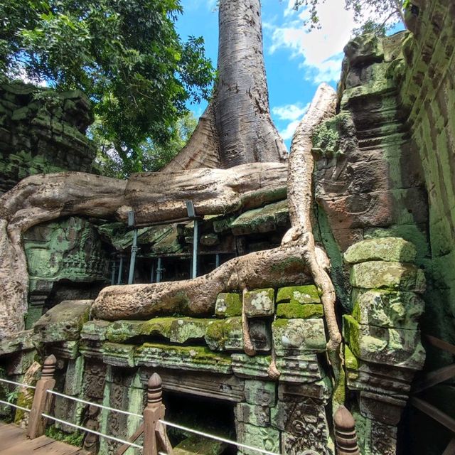 The Trees Roots Temple