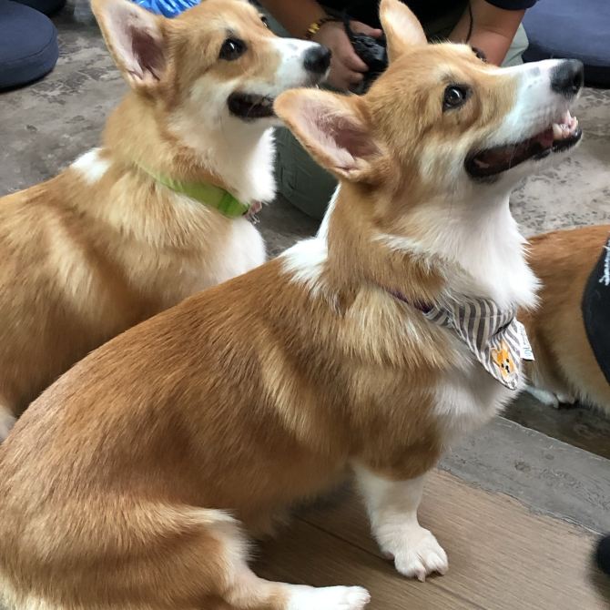 Doggie Day in Thailand Bangkok Travelogues