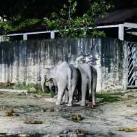 Night Safari Zoo Taiping