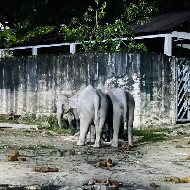 Night Safari Zoo Taiping