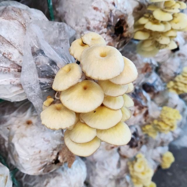 Wonder Farm Mushrooms Excellent Guided Tour