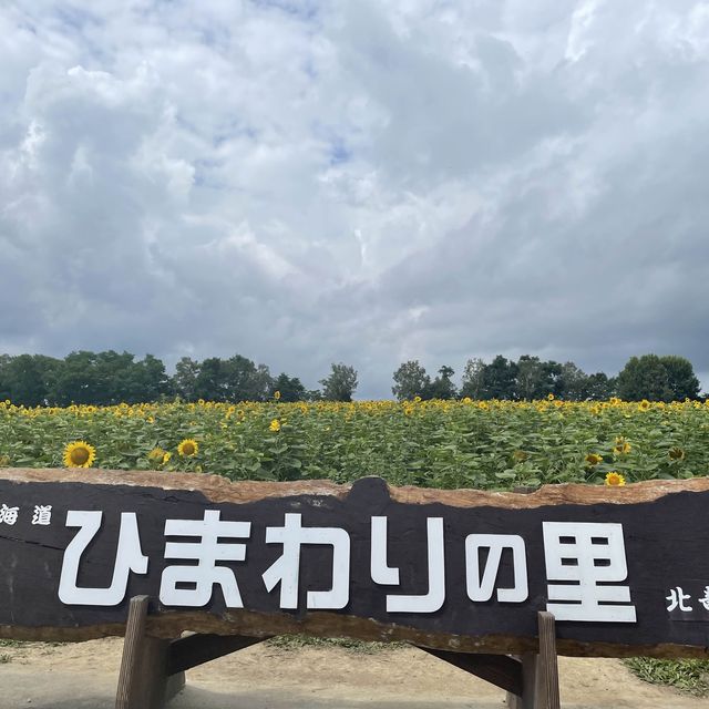 北竜　ひまわりの里