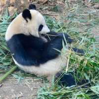 Chengdu Research Base of Giant Panda Breeding