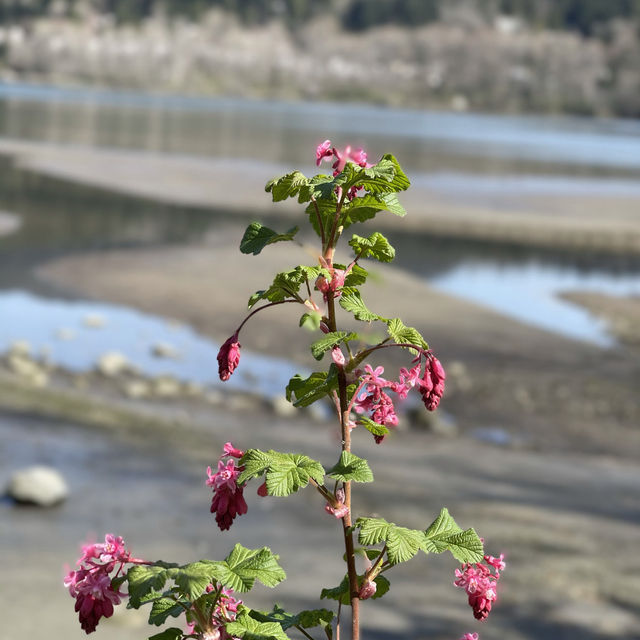 Port Moody - Rocky Point Park