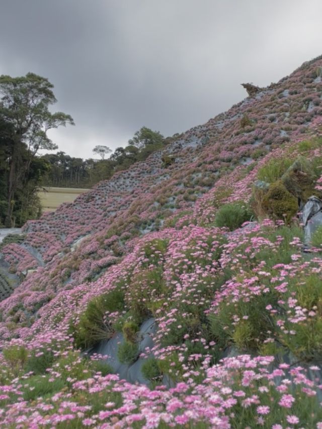 a princess in the middle of blooming flowers 