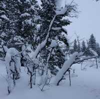 A Winter Wonderland in Finland☃️❄️🇫🇮