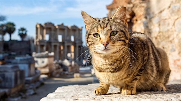 Lunchtime Talks at Kendal Museum: The Cat, a Social and Cultural History | Kendal Museum