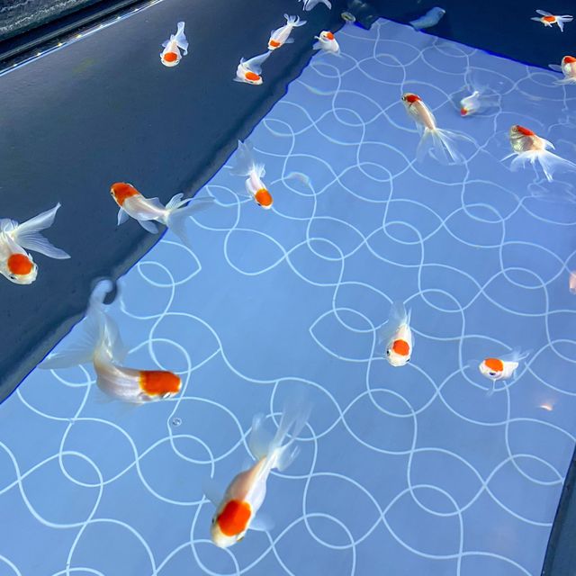 すみだ水族館