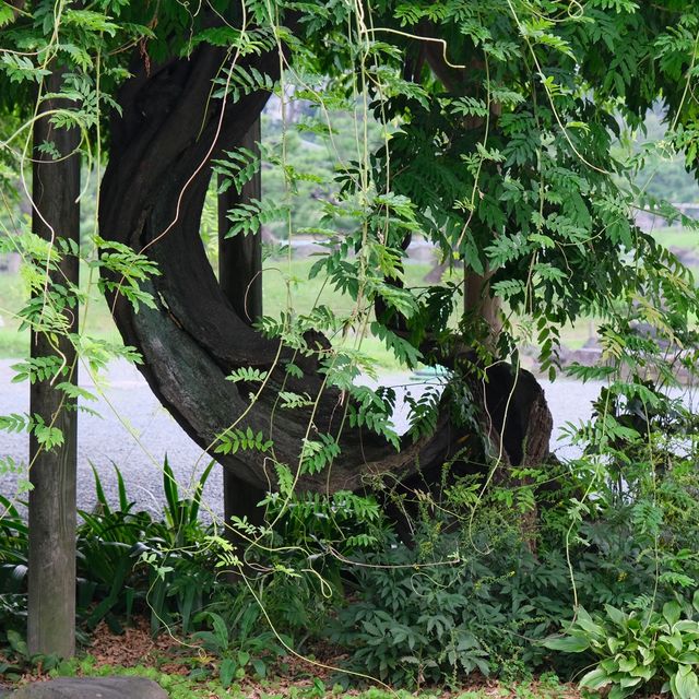 旧芝離宮恩賜庭園の藤棚