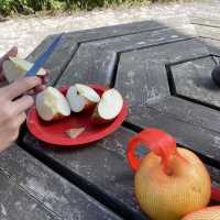 青森県 名物 りんご狩り🍎