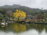 遊香港．坑口文曲里公園賞花