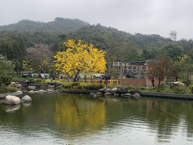 遊香港．坑口文曲里公園賞花