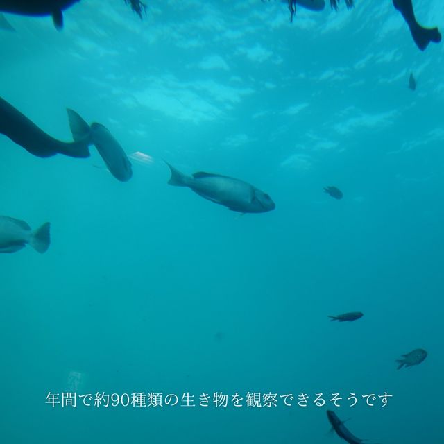 【千葉県】勝浦おすすめスポット海中展望塔