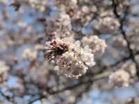 Jinhae beautiful cherry blossom 