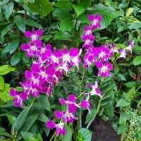 National Orchid Garden, a UNESCO Heritage