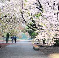 LATE SPRING @SHINJUKU GYOEN NATIONAL GARDEN