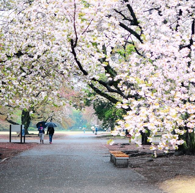 LATE SPRING @SHINJUKU GYOEN NATIONAL GARDEN