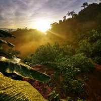 ทุ่งข้าวกับสวนยางพารา