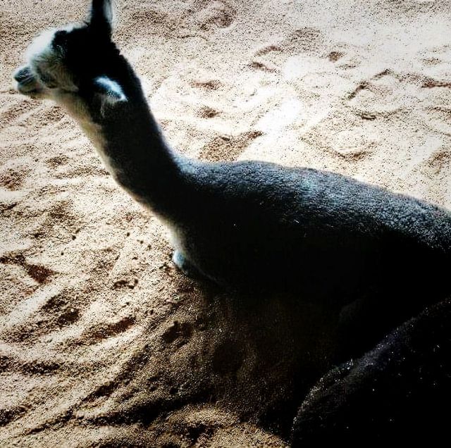 Petting Zoo In Gold Coast Australia