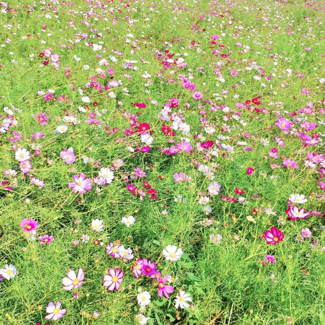 🌸 코스모스 향기 가득한 곳, 항몽유적지