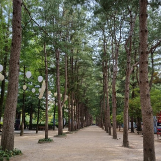 춘천의 숨은 아름다운 작은섬_남이섬