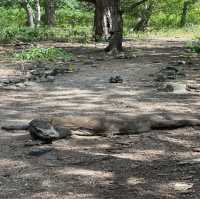 See the mythical dragon alive