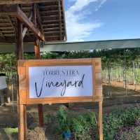 Haccienda Torrentira Vineyard!