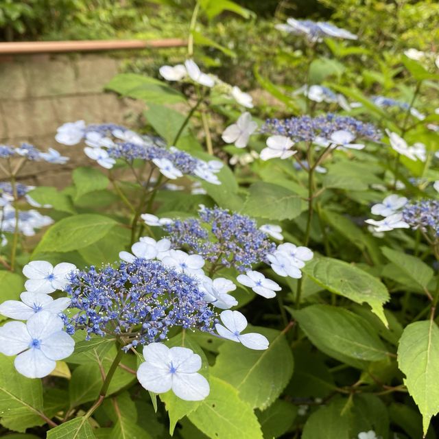 絶景ロープーウェイと色彩豊かなお花を楽しむ！【神戸布引ハーブ園】