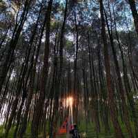 KRAGILAN PINE FOREST - MAGELANG