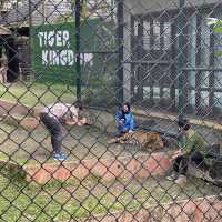 Tiger Kingdom Phuket 