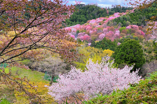 よしのよしの | Trip.com 吉野町