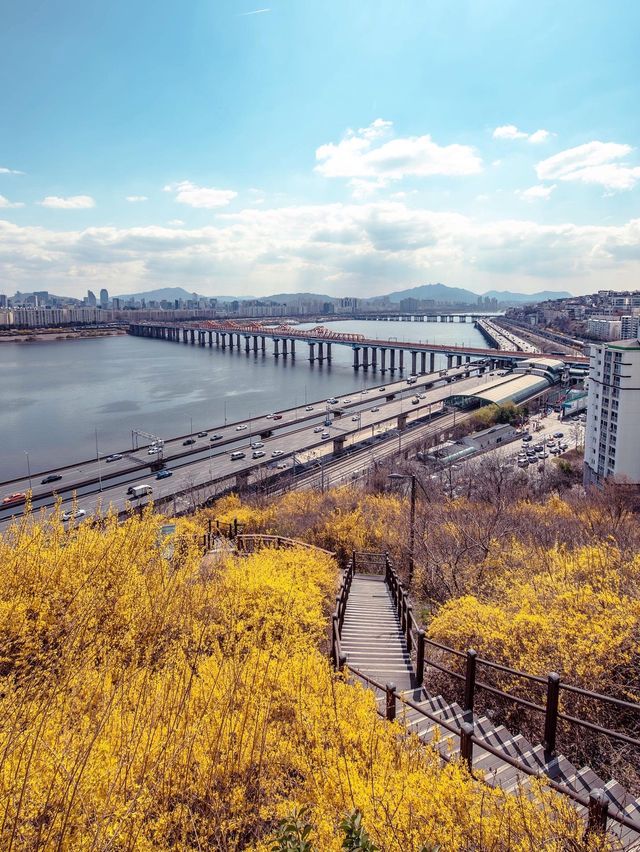 개나리 가득했던 달맞이근린공원
