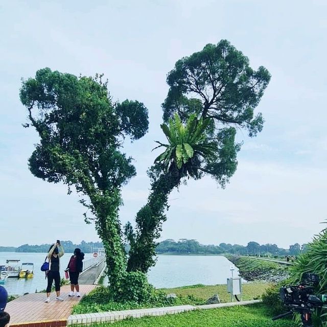 The Lone Tree @ Upper Seletar Reservoir Park 