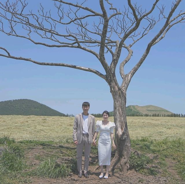 제주도 서쪽 셀프 스냅스팟 * 나홀로나무