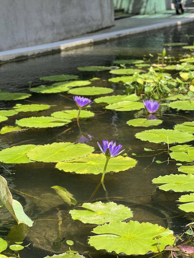 九龍灣|零碳天地| 綠色旅遊、綠色生活 