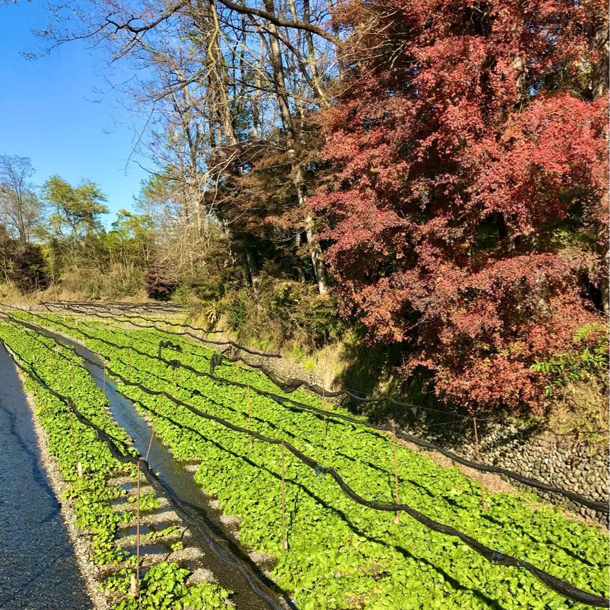 [Azumino] The largest wasabi field in Japan! Introducing Daio Wasabi Farm