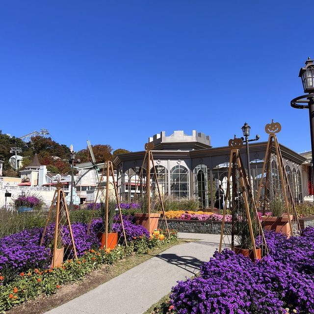 韓国【エバーランド】コキアやコスモスが綺麗🧡秋の庭園 韓国【エバーランド】コキアやコスモスが綺麗🧡秋の庭園