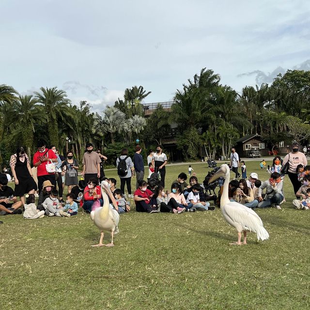新竹綠世界 又跑又跳 超近距離看動物 小孩放風好地方
